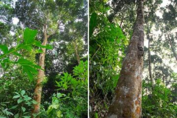 Cây quế rừng – Dược liệu quý mang lại giá trị kinh tế cao