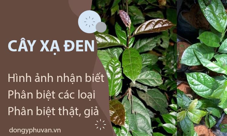 Hình ảnh các loại cây xạ đen và cách phân biệt thật - giả