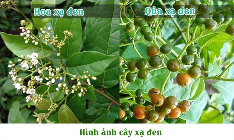 Hình ảnh cây xạ đen? Cách phân biệt cây xạ đen thật và giả