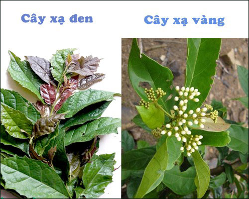 4. Phân biệt cây xạ đen và cây xạ vàng 1