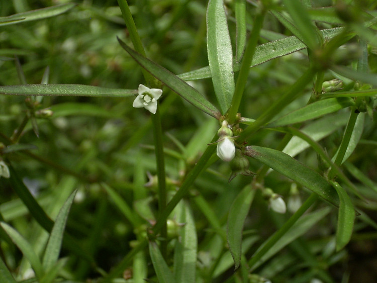 Hình ảnh cụ thể của cây bạch hoa xà thiệt thảo 4
