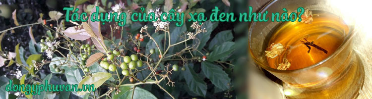 Tác dụng của Cây xạ đen