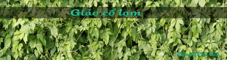 Cây giảo cổ lam