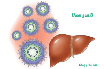 Cà gai leo giải độc gan hiệu quả Cà gai leo giải độc gan hiệu quả