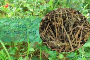 Trà cà gai leo Trà cà gai leo