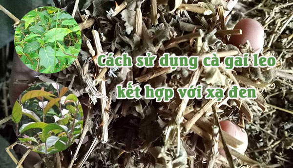 Có nên sử dụng cà gai leo và xạ đen như một phương pháp bảo vệ gan hàng ngày không?
