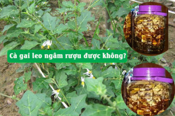 Cà gai leo ngâm rượu có được không? Cà gai leo ngâm rượu có được không?