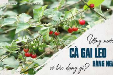 Uống nước cà gai leo hàng ngày có tác dụng gì? Uống nước cà gai leo hàng ngày có tác dụng gì?