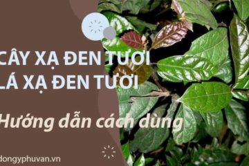 Lá cây xạ đen tươi, tác dụng và cách dùng Lá cây xạ đen tươi, tác dụng và cách dùng